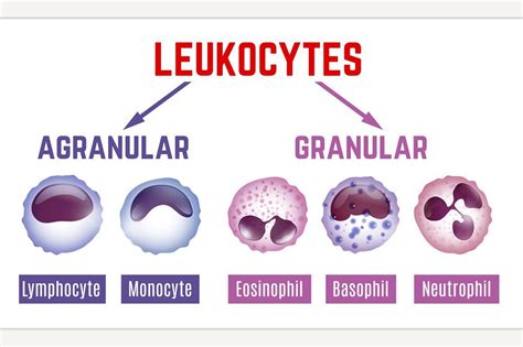 Leukocytes Scheme Image By Annas Shop On Creativemarket Biology Notes