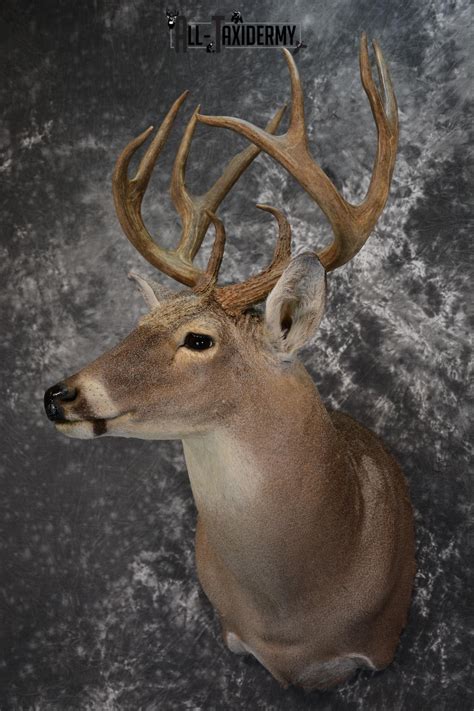 Whitetail Deer Taxidermy Shoulder Mount For Sale Sku 1511 All Taxidermy