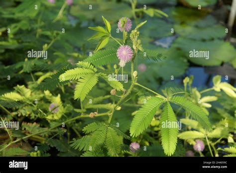 Mimosa Pudica Sensitive Plant Stock Photo Alamy