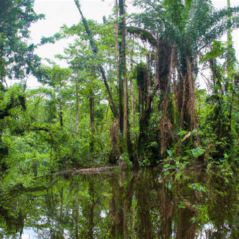 La Selva Del Darién Ubicada Entre Colombia Y Panamá Es Una De Las
