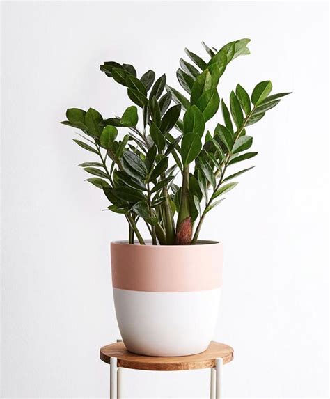Complete Guide To Caring For 15 Indoor Plants Low Maintenance Indoor