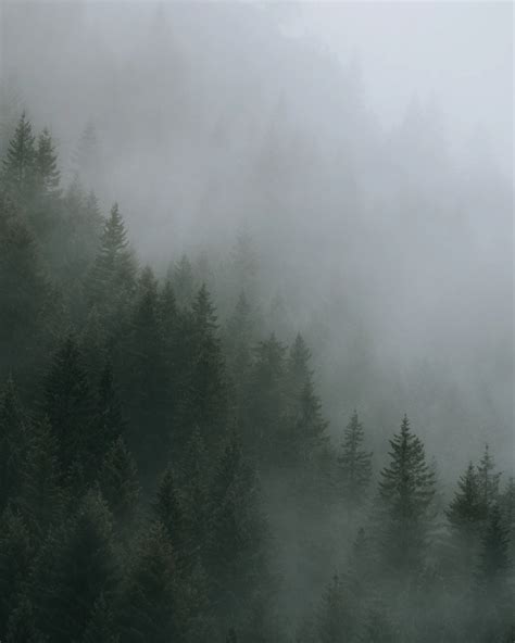 Green Pine Trees Covered With Fog Photo Free Grey Image On Unsplash
