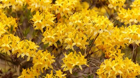 Popular Yellow Flowering Shrubs The Garden Shed