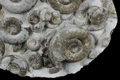 58 Fossil Ammonite Psiloceras Cluster Holderness Coast England