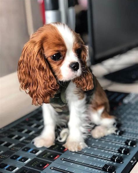 Cavalier King Charles Spaniel Graceful And Affectionate King