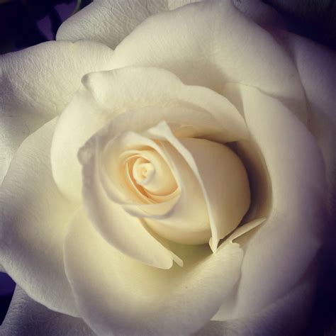 Beautiful Cream Rose Cream Roses Icing Cream