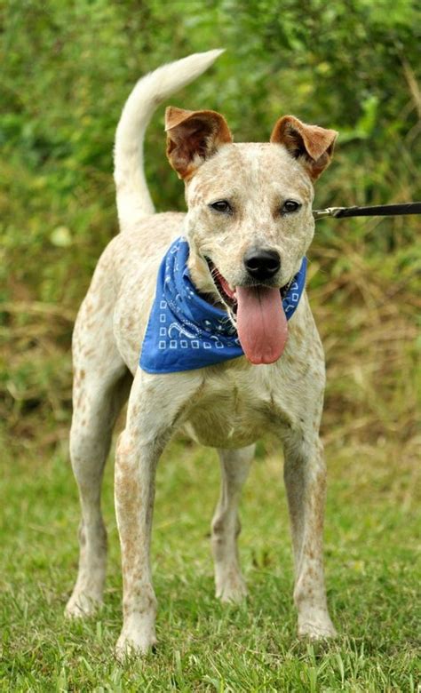 Brangus cattle are a mix of angus and brahman cattle. Australian Cattle Dog (Blue Heeler) & Pit Bull Terrier Mix ...