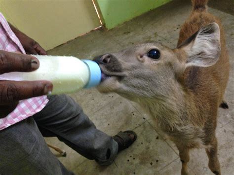 Rescued Deer Gets Drink From Milk Bottle Karuna Society For Animals