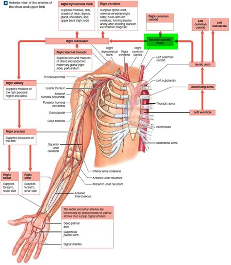 There are two carotid arteries, one on the. branches of the brachiocephalic artery | Subclavian artery ...