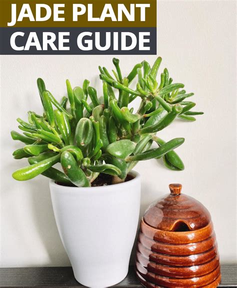If the soil is damp, don't water it. Jade Plant Care Guide | Jade plants, Plants, House plant care