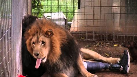 Lion Attack Human Zoo