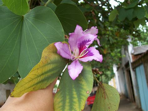 Uma Semente Por Dia Pata De Vaca árvore Flor E Semente