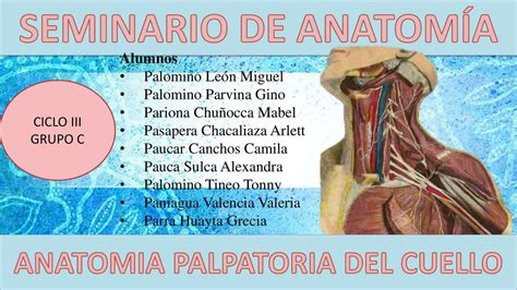 Anatomia superficial Mabel Pariona Chuñocca uDocz