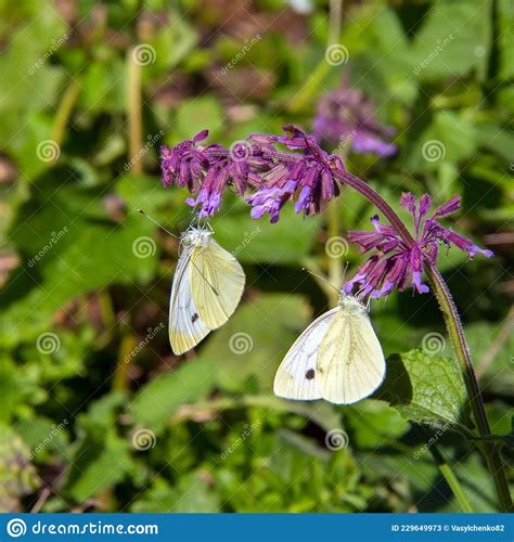Two White Butterflies Sit On A Purple Flower Stock Image Image Of