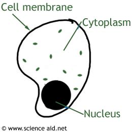 Feb 04, 2021 · galvanic cell vs electrolytic cell. Animal Cells: Cell structure, cell transport and ...