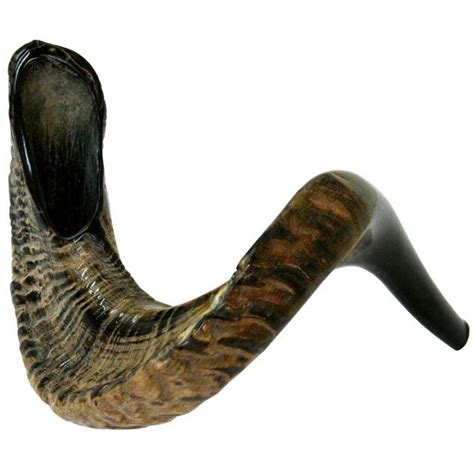 Large Rams Horn Shofar Semi Polished Made In Israel