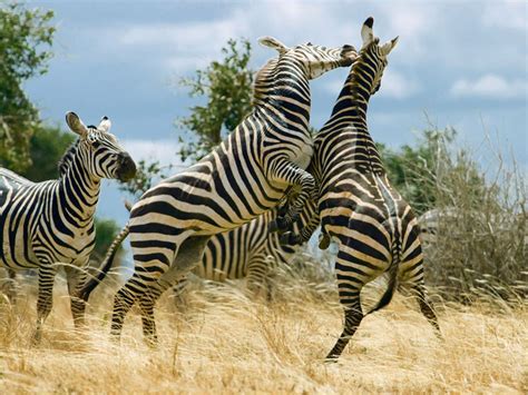 He knows exactly where the zebras live. The Great Walk Of Africa In Kenya's National Parks | Nat Geo Traveller India