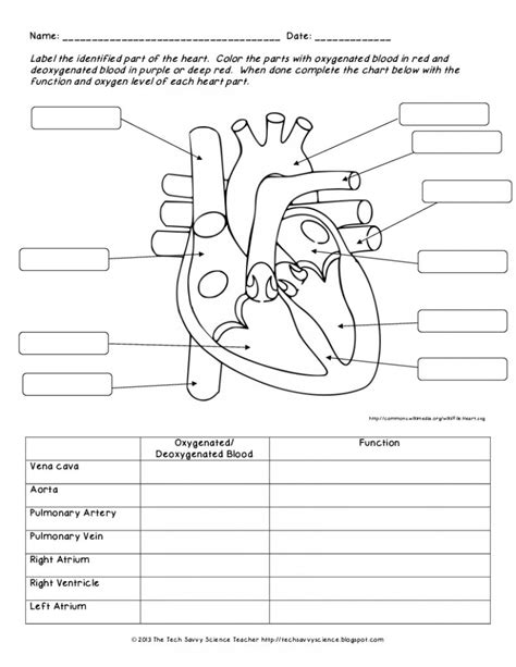 Free Printable Human Anatomy Worksheets Lexias Blog