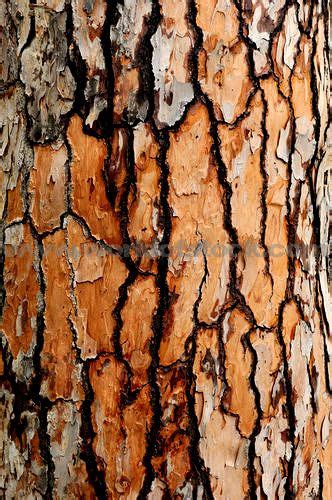Stock Photo Titled Tree Bark Texture Close Up Unlicensed