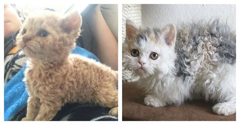 Called guard hairs, this layer provides insulation and can serve to prevent rain water from reaching the skin. These Curly Cats Who All Descended From One Shelter Kitty ...