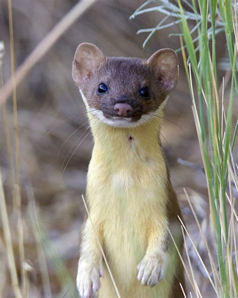 Short Tailed Weasel Wildlife In Photography On Forums