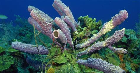 As Esponjas Desempenham Papéis Importantes Em Muitos Habitats Marinhos