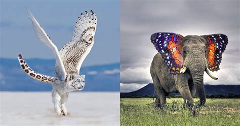 Im Just Going To Leave These Photoshopped Animal Hybrids Here 17