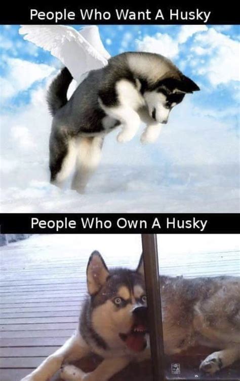 Pin By Not Nice On Husky Memes Siberian Husky Funny Funny Dog Memes