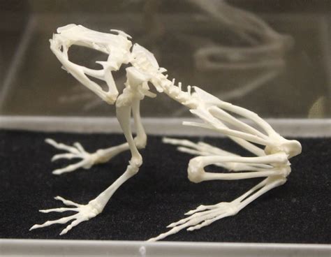 Skeleton Frog Zoochat