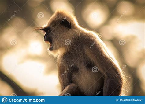The Angry Monkey Stock Photo Image Of Sunbeam Nature 173461600