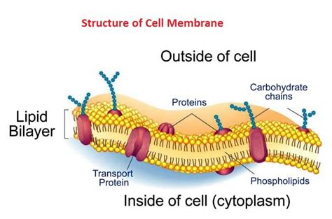 Cell Membrane Plasma Membrane What Is Cell Membrane Javatpoint