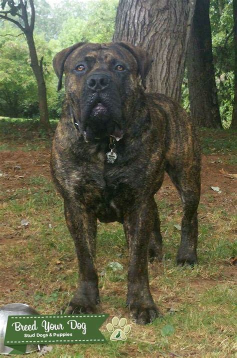 Dating back to 1652, this breed is a descendant of the boer dog. Stud Dog - South African Boerboel Stud - Breed Your Dog
