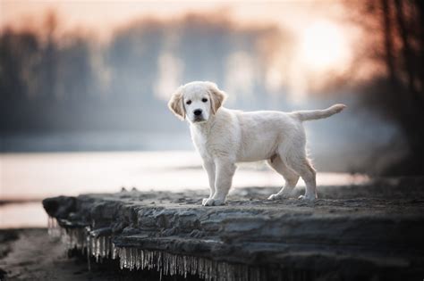 Baby Animal Dog Labrador Retriever Pet Puppy Wallpaper 2048x1365