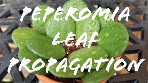 And what's better than one watermelon peperomia? Peperomia Leaf Propagation - YouTube