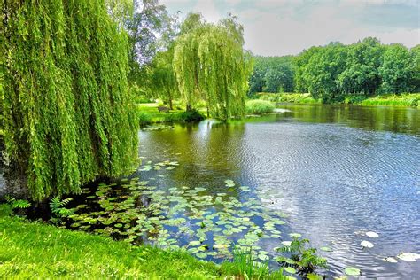 Pond Willow Weeping Water · Free Photo On Pixabay