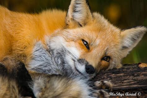 Sleepy Sly Fox By Heidi Hager