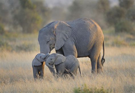 Baby Elephant And Mother Wallpapers High Resolution Animals
