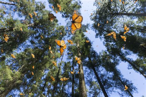 Monarch Butterfly Forest Mexico