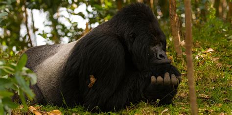 This rainforest also offers some of the finest montane forest birding experience in africa and is a key. Bwindi Impenetrable national park | Kori Safaris