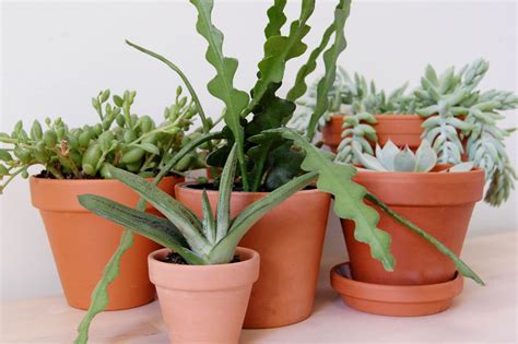 9 Varieties Of Succulent Plants For Indoor Growing