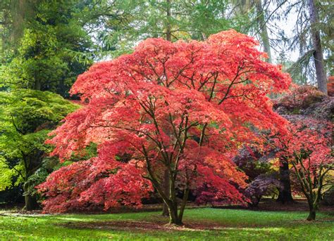12 Stunning Dwarf Trees Perfect For Big Or Small Yards Bob Vila