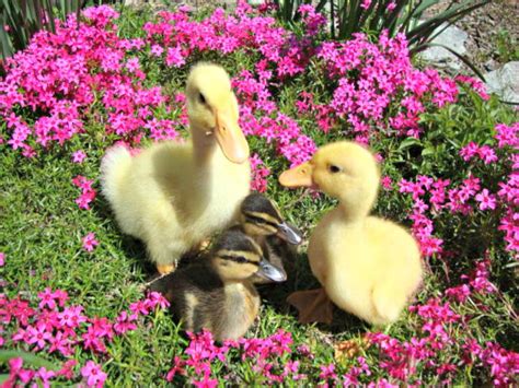 This heavy breed duck originated from china in the 1800s and then spread throughout the world. Best Duck Breeds for Pets and Egg Production | HGTV