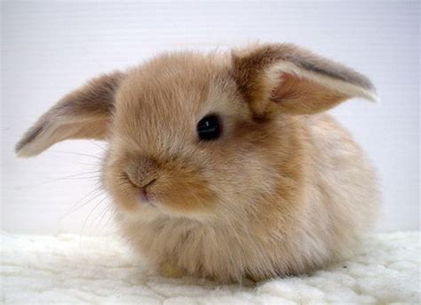 Cute Little Bunny Cute Bunny Pictures Cute Baby Bunnies Cute Animals