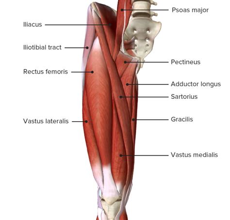 Medial Thigh Muscle Compartment