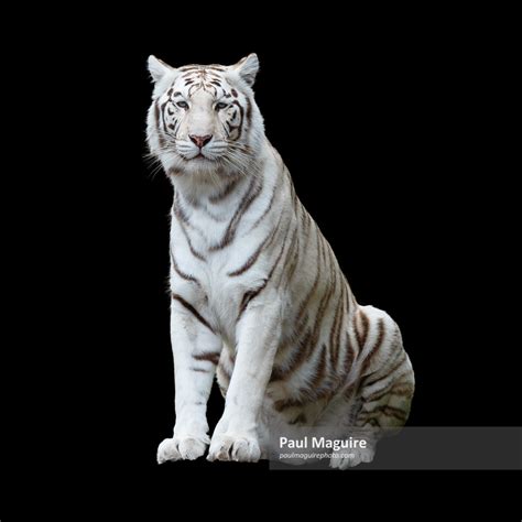 Buy A Photo White Tiger Isolated Paul Maguire