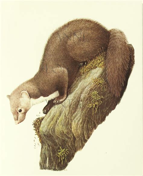 1970 Vintage Weasel Poster Vintage Animal Print Vintage Rodent Etsy