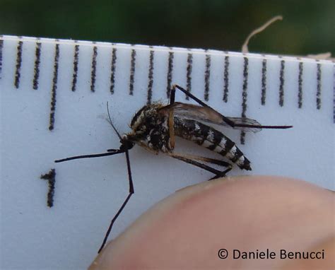 Asian Tiger Mosquito Insects Of Pepperwood Preserve · Inaturalist