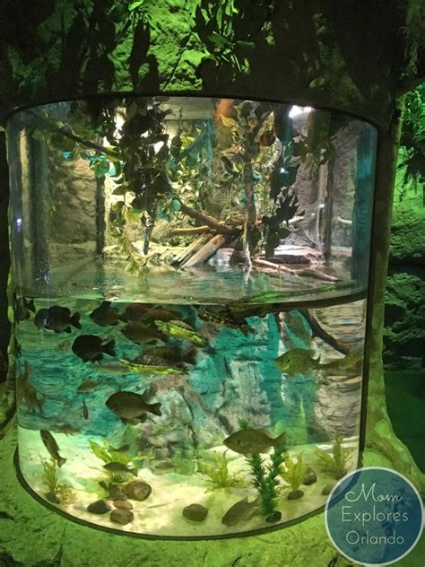 Our Visit To Sea Life Orlando Aquarium