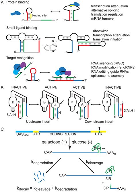 Rna Secondary Structure Folding And Exchange A Exchange Among