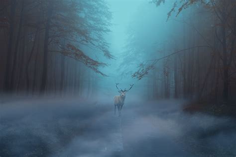 200 Fog Transparent Png Photoshop Overlays Backdrops Backgrounds By